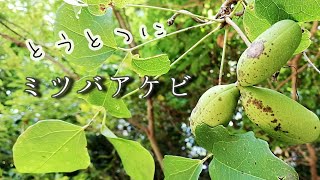 【自然vlog＃71】ミツバアケビ