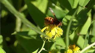 Yellow Hornet on Wingstem Flowers キイロスズメバチ♀がハチミツソウの花で吸蜜