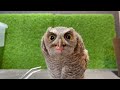 フクロウの赤ちゃん成長記録50日目【スピックスコノハズク】