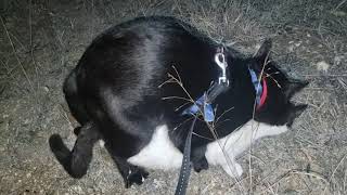 Cats mating at night