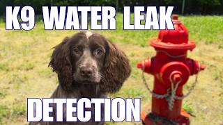 K9 Water leak Detection! Can a dog find a water leak?