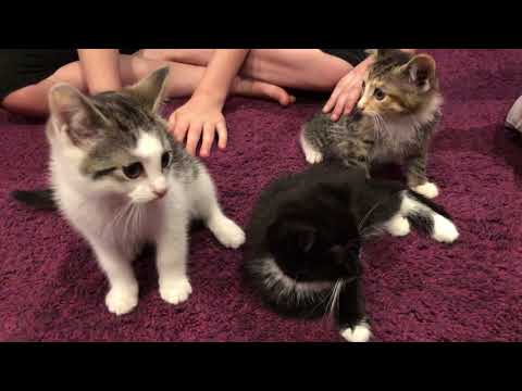 socializing kittens for adoption, Carroll Gardens, Brooklyn, New York (6-10-18) socializing kittens for adoption, Carroll Gardens, Brooklyn, New York (6-10-18)