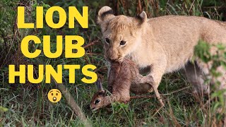 🎬RARE sighting of a LION CUB HUNT | KENYA  [4K]