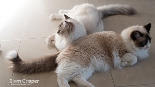 Two Ragdoll Cats - Enjoying each other's company