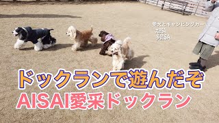 滋賀県草津市のドックランで遊んだぞ