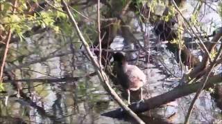 Common Moorhens, American Coot \u0026 Great Egret Ibis Pond 2016 Pinckney Island National Wildlife Refuge