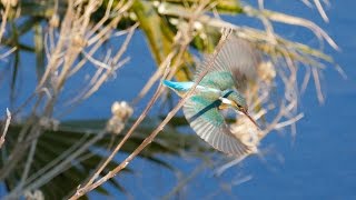 2016恩田川のカワセミ２ (Kingfisher at Onda river in Machida,Tokyo, 4K UHD)