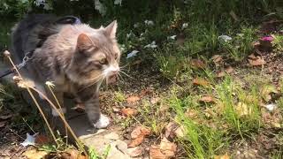 蒼散歩。外の経験を積む猫 ノルウェージャンフォレストキャットGain experience.Norwegian Forest Cat.