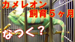 エボシカメレオンはなつくの？【飼育5ヶ月】