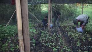 SOS Schools Pack Part 3: Replanting A Rainforest