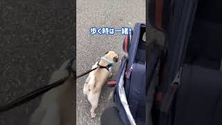 相棒のペットカートと行動を共にしたいパグ　#shorts #パグ #癒し #かわいい #dog #pug #ペットカート #大好き #犬 #散歩