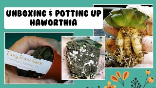 Unboxing \u0026 Repotting My New HAWORTHIA Moonshadow! | Little Update on my other Haworthias!