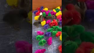 chicks, Colorful Chick #chicken #chicks #cock #birds #shortvideo #shorts #short #viral #youtube