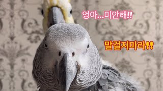 빈정상한 김루이/눈치보는 김로미/초파리 김몽몽