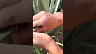 Satisfying Video Cutting Leaves Aloe Vera Seeing Gels #shorts #aloevera #73