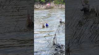 ยกยอกลางน้ำ #fishing #fish #ทำมาหากิน #fishingvideo #river