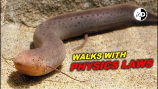 African Lungfish: The First Land-Walker Fish