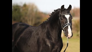 My Pleasure Z (For Pleasure x Cumano) 2017 16.3hh black Stallion