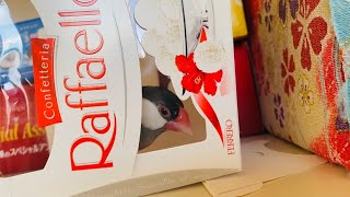 新しい物件を視察する文鳥　あずき　java sparrow