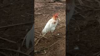 🤣🐔ஏண்டி அஞ்சல உனக்கு அஞ்சு புருஷன் வச்சிருக்கியா 🐔🤣