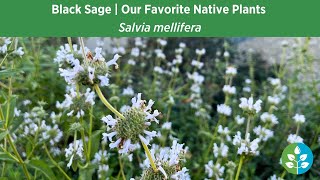 Black Sage | Our Favorite Native Plants for SoCal Gardens