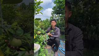 Di indonesia semua ada etikanya termasuk makan buah #etikamakanbuah #blacksapote