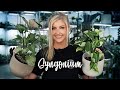 10 Colourful Syngonium | UNDER $100!