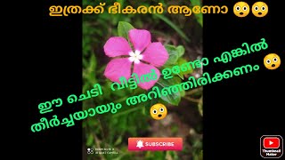 ഈ ചെടി വീട്ടിലുണ്ടോ...😲😲 എങ്കിൽ തീർച്ചയായും അറിഞ്ഞിരിക്കണം... periwinkle plant review