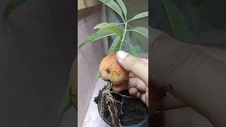 🌿 How to Grow Peach Plant by Unique Method | Expert Tips \u0026 Tricks! 🍑 #PeachGardening