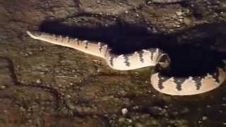 Amazon Bushmaster (Lachesis muta muta)