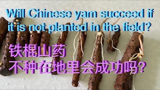 Planting yam 铁棍山药，不种在地里会成功吗？