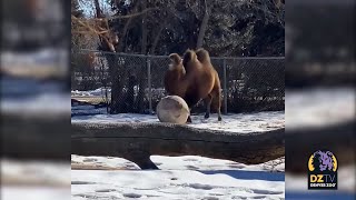 Sprout the Bactrian Camel Plays Soccer