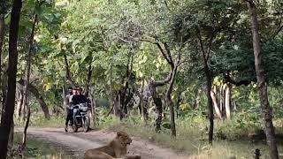 एशियाई शेर 🦁 गिर राष्ट्रीय उद्यान, गुजरात | Asiatic Lion In Gir National Park Gujarat ||