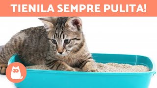 Prendersi cura della LETTIERA del GATTO 🐱 (Tipi di Sabbietta e Pulizia)