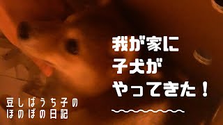 【生後３か月】豆しばのわんちゃんをお迎えしました！！