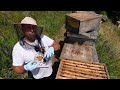 Bienendurchsicht  Uncut Bienen Königin finden.