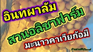 อินทผาลัมสวนอลิซาฟาร์ม #สวนผลไม้ #อินทผาลัม #วิถีชีวิต  👉เกษตรกรทำไร่ทำนาEP21.