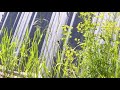 leafy spurge euphorbia esula