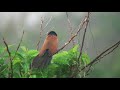 バンケン（2）鳴く（与那国島・比川） lesser coucal wild bird 野鳥 動画図鑑