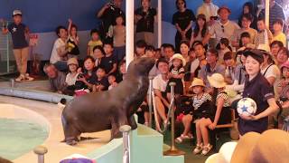 新屋島水族館アシカステージ