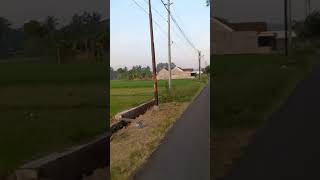 melewati pohon sengon di pinggir jalan pagi hari. masya Allah. #shortsvideo