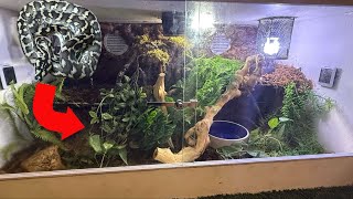 Carpet python unboxing and enclosure build