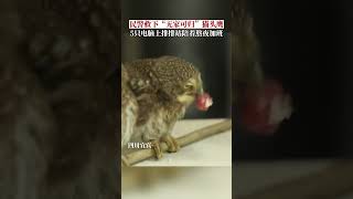 派出所临时接收5只猫头鹰幼崽，电脑上排排站陪着民警熬夜加班。目前，已移交野生动物保护站。 #可爱到爆炸