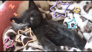 【保護子猫🐱】衝撃のかわいさ！なんと寝ながら面白い行動を！癒される〜😂/Cute sleeping kitten[Protective kitten]