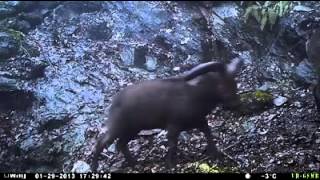 Wild goats at Lagodekhi Protected Area