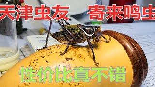 【鸣虫开箱】虫友从天津千里堤寄来的蝈蝈和油葫芦真不错