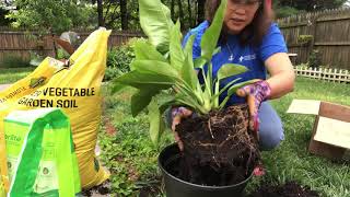 Philodendron Imperial Green. Repotting and mixing potting mix according to my knowledge.