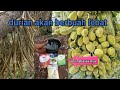 CARA MUDAH.!!! MEMBUAHKAN POHON DURIAN DI LUAR MUSIM