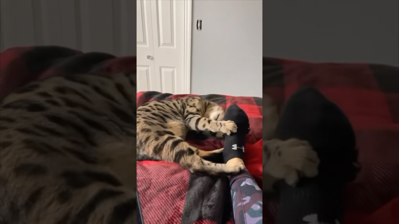 Funny Shortvideo Foryou Youtube Youtube