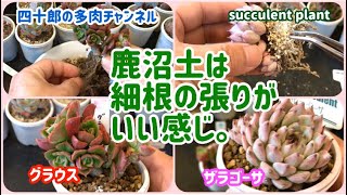 【多肉植物】　🌱鹿沼土は細根の張りがいい感じ。